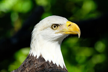 American bald eagle close up of it's face and head