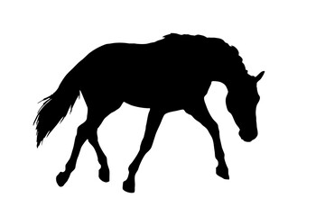 Visual representation of a horse on a white background.