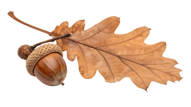 acorn with dry autumnal brown oak leaf isolated on white or transparent png
