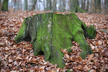 green stump among fallen leaves in the forest