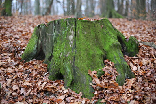 green stump among fallen leaves in the forest