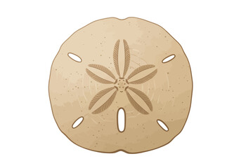 Single Sand Dollar Isolated on White Background.
