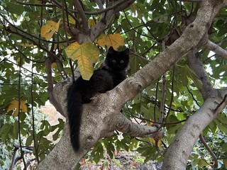 A black kitten sits on tree branch in a garden in autumn