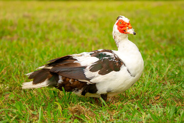 A close-up of a red-headed goose. Geese and ducks stroll across the grass in a green pasture meadow. The village is home to livestock farming and agriculture.