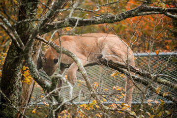 deer move carefully through golden woodland, two deer search among fallen leaves and thorns