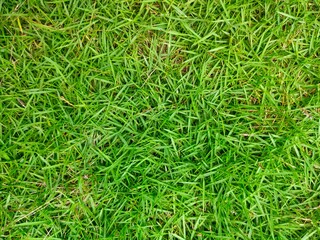 green grass background