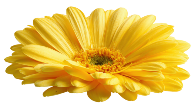 Yellow daisy flower with green center isolated on a transparent background