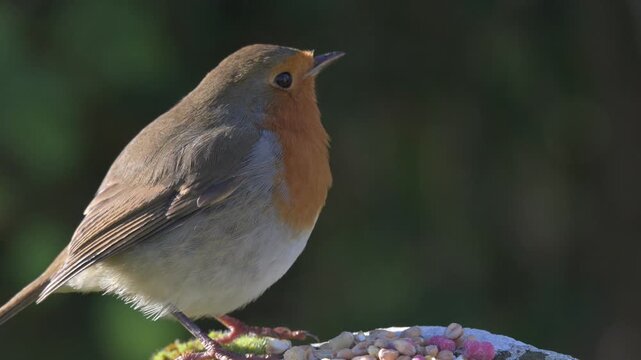 European Robin (Erithacus rubecula) adult eating seeds from a grave stone . November, Kent, UK (Half speed)