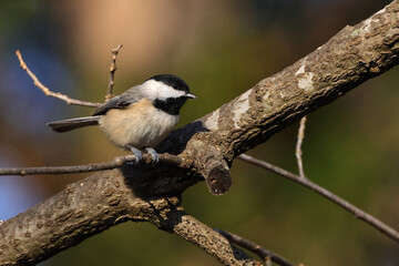 Chickadee perched in bare winter tree against blurry background. 
