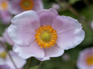 Close-up of a delicate Japanese Anemone with soft pink petals and vibrant yellow stamens, set against a blurred garden background.