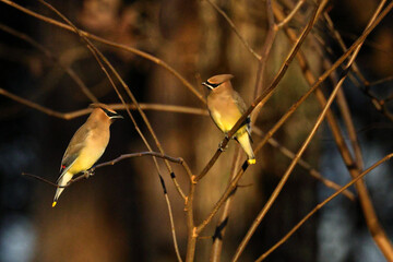 Pair cedar waxwings in a bare tree. 