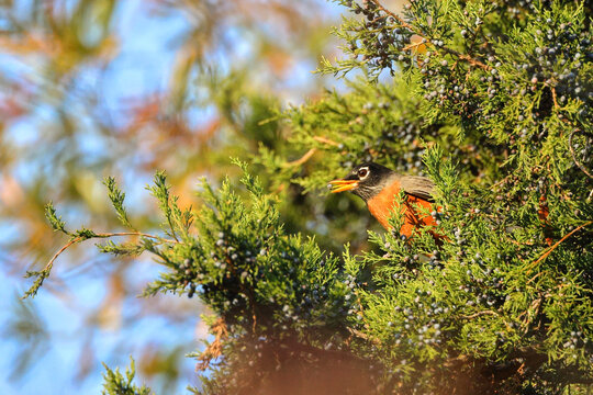 American robin in a cedar tree eating blue berries against a clear blue sky. 