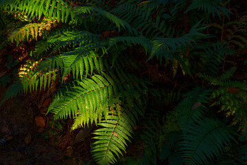 Warm sunlight on forest fern.