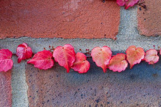 Vibrant autumn ivy on brick. 