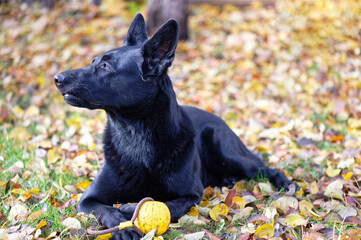 Black German shepherd on autumn leaves