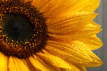 Macro view of a bright yellow sunflower with sparkling water droplets on its petals.