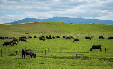 Herd of Friesian and Friesian jersey cross dairy cows grazing in green grass