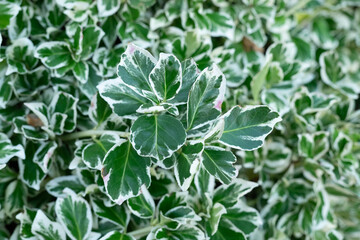 Close up of green and white variegated ivy plant in garden in Morningside, Edinburgh, Scotland, UK