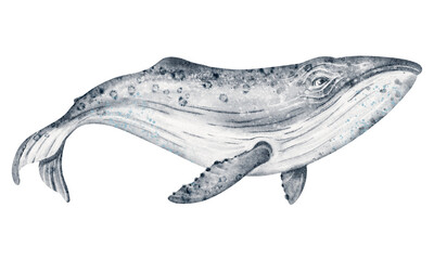 Whale sketch in watercolor for oceanic projects. Cetacean element for poster and card. Suitable for print and clipart use.