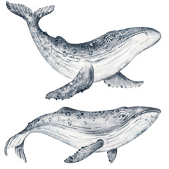 Watercolor humpback and blue whales as sea creatures. Marine cetacean group for illustration and clipart. Oceanic element for design and print.