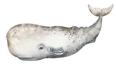 Watercolor illustration of a sperm whale. Marine animal in side view for prints, stickers and science themes. Hand-drawn ocean clipart.