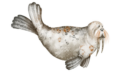 Walrus watercolor drawing with tusks. Marine pinniped in arctic setting. Isolated seal animal clipart for print and card design.