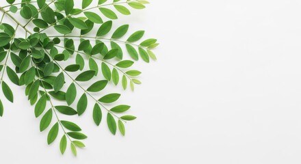 Naklejka premium Minimalistic green leaves border on white backdrop