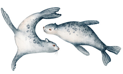 Watercolor seals and sea lions. Group of marine mammals. Hand drawn wildlife animals illustration. Arctic and Antarctic habitat.