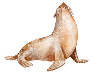 Watercolor seal in isolated view. Marine mammal with flippers and long whiskers. Arctic wildlife illustration for nursery and design. Hand drawn artwork for card or wall art.
