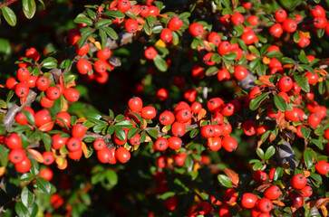 Obraz premium Cotoneaster ' Coral Beauty ’ branches with red ripe berries clusters in autumn sunny day. Closeup photo outdoors .Landscaping ,gardening concept. 