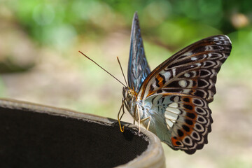 Endemischer Schmetterling, Sulawesi commander, schmetterling, moduza lymire lymire auf dem schaft eines Gummistiefels, Unterseite