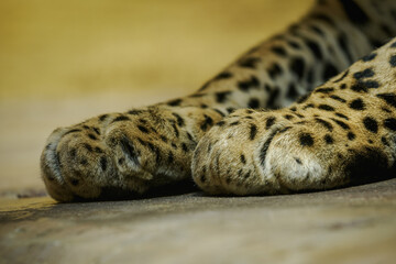 Detail of the front paws of a leopard in the interior.