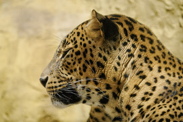 Adult leopard predator kept in captivity indoors.
