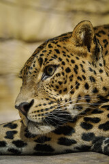 Adult leopard predator kept in captivity indoors.
