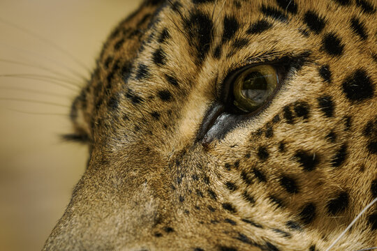 Adult leopard predator kept in captivity indoors.
