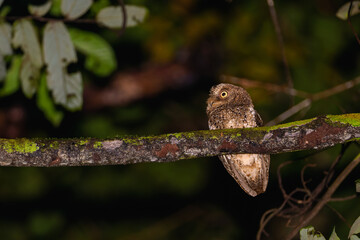 Manado-Zwergohreule (otus manadensis) auf einem Ast, Bogani Nani Wartabone Nationalpark
