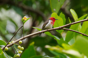Sulawesi Myzomela (myzomela chloroptera), Sulawesi Honigfresser
