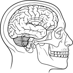 A black and white line drawing of a human head in profile with a visible brain inside the skull
