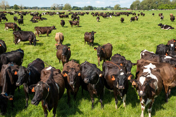 Herd of Friesian and Friesian jersey cross dairy cows grazing in green grass