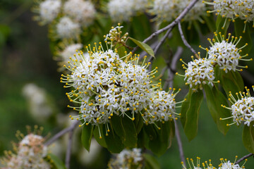 Reevesia pubescens ( var. siamensis ) beautiful wild flower in forest, nature background
