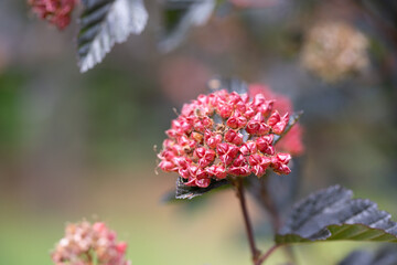 Red seeds of Physocarpus opulifolius on the branch in the garden, selective focus