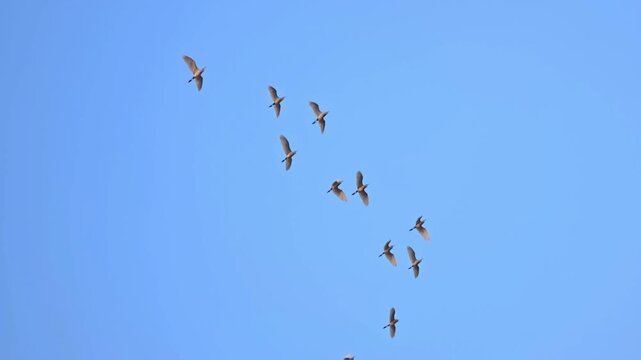 Great Egret (Ardea alba) Flying Gracefully in the Sky &ndash; 240fps Slow Motion &ndash; 4K High Quality Footage