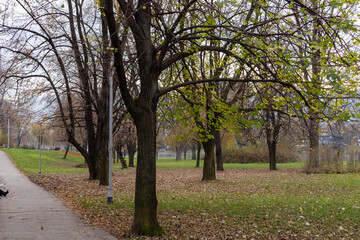 Obraz premium A tree-lined park path in late autumn, with fallen leaves covering the ground. Bare branches and soft light create a calm seasonal atmosphere ideal for nature and outdoor themes.