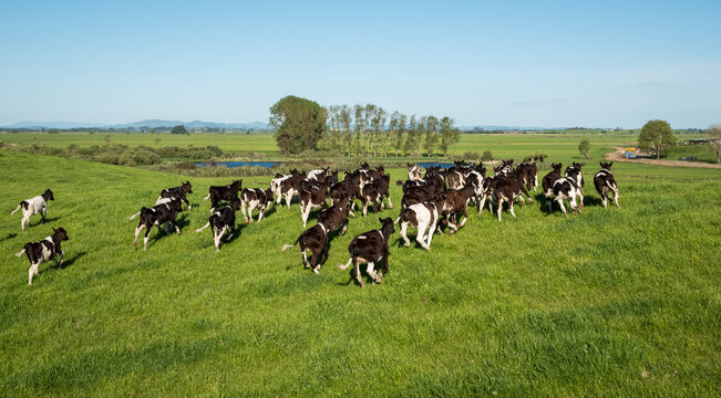 Mob of Friesian and Friesian cross dairy calves grazing in green grass