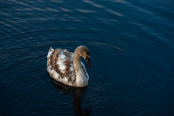 A young swan with mottled brown and white feathers swims calmly on deep blue water, creating gentle ripples around it.