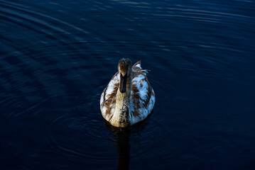 A young swan with mottled brown and white feathers swims calmly on deep blue water, creating gentle ripples around it.