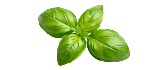 Close up of fresh basil leaves with vibrant green color and detailed leaf vein structure on a transparent background