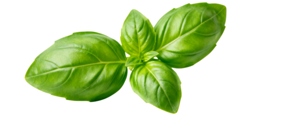 Close up of fresh basil leaves with vibrant green color and visible leaf veins on a transparent background