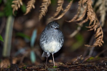 Close up of native new zealand bush robin