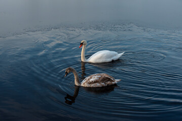 An adult white swan and a juvenile brown swan swim together on calm blue water near thin ice, creating gentle ripples around them.
